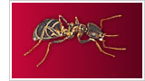 Bye Bye Pests - Ants