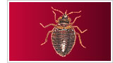 Bye Bye Pests -  Bed Bugs