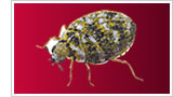 Bye Bye Pests - Bye Bye Carpet Beetles