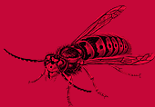 Bye Bye Pests - Wasp