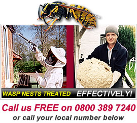 Wasp Nest in Basingstoke, Fleet, Reading, Newbury and Andover